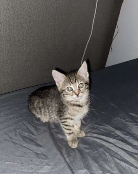 Котенок девочка в Москве