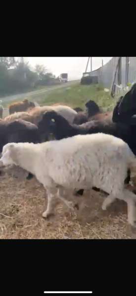 Продам баранов в Саратове