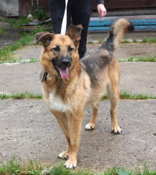 Позитивная Сэмми в поисках своей семьи! в Москве