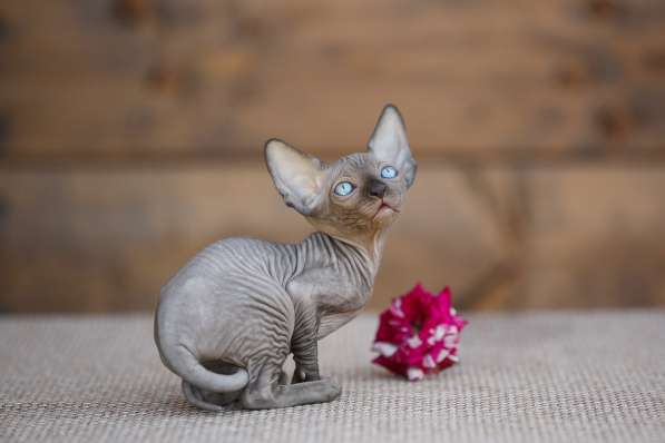 Стиль и нежность- Эльф, бамбино или сфинкс в Волгограде фото 6