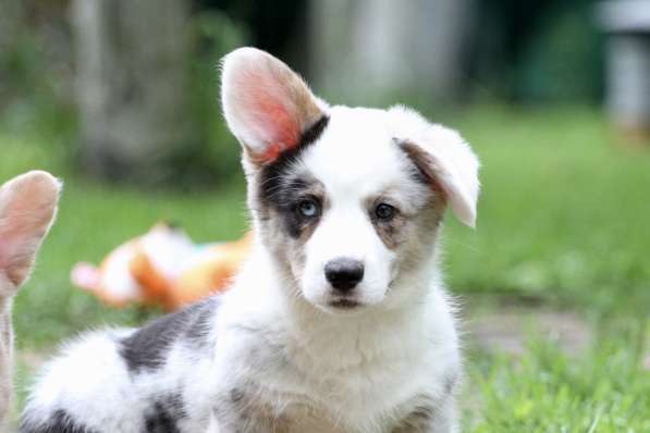 Вельш корги кардиган-мальчик в Москве фото 9