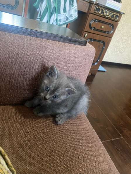 Котята с мамой вислоухой отдам бесплатно