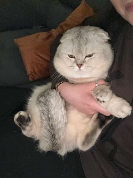 Кот хорошей породы в фото 7