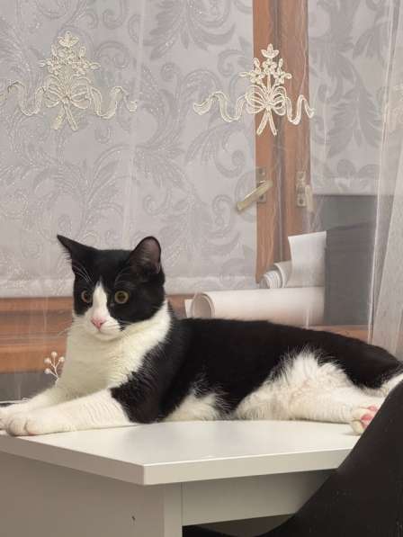 Отдаю кота в добрые руки в Астрахани