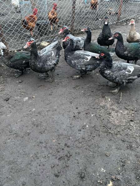 Индоутки в Задонске