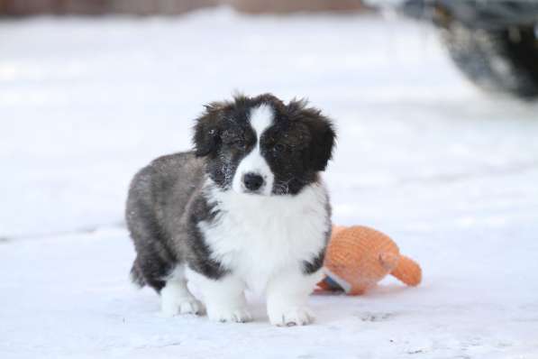 Щенок вельш корги кардиган