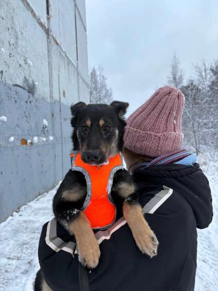 Маленькая лапочка ищет дом в Санкт-Петербурге фото 5