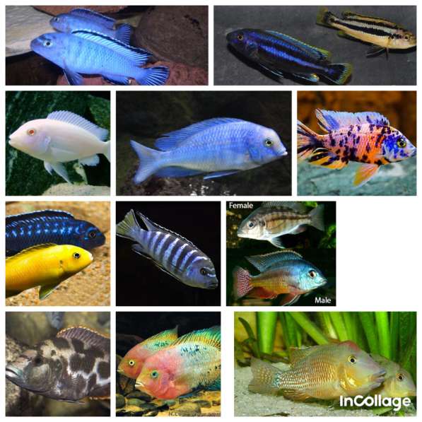 Аквариумные рыбки