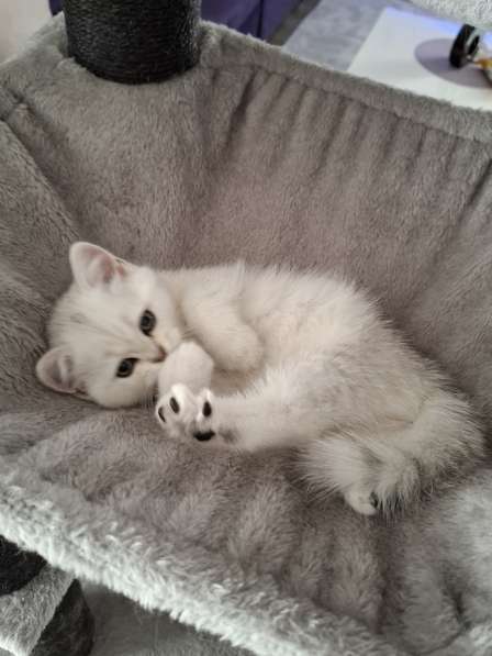 Британские котята в фото 11