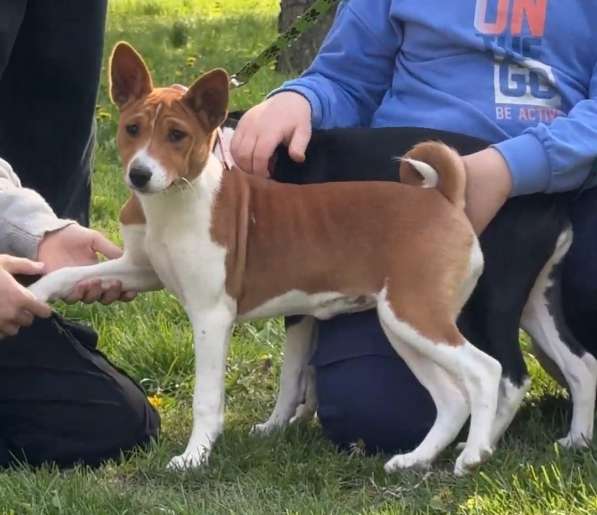Catelus basenji Kennel FCI LUCKY ALIEN в 