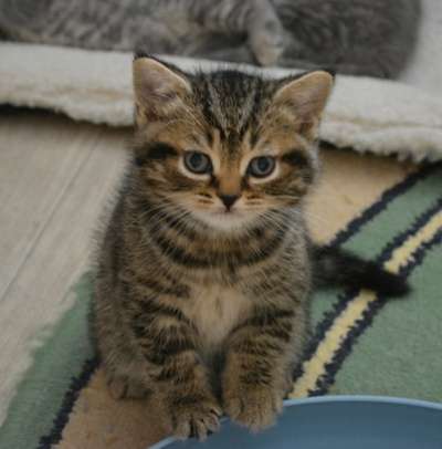Британские короткошерстные котята в Нижневартовске фото 5