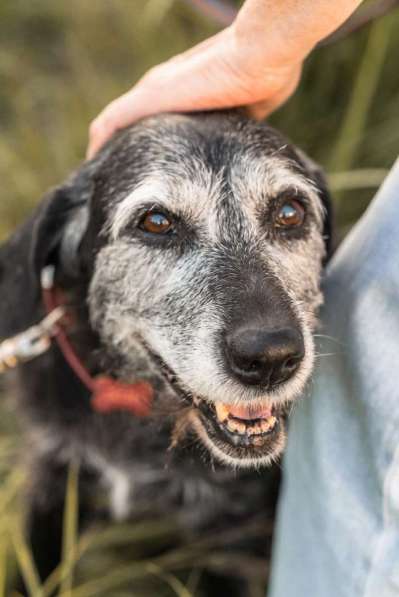 Спокойная мудрая Джулия ищет теплый уголок! в Москве фото 4