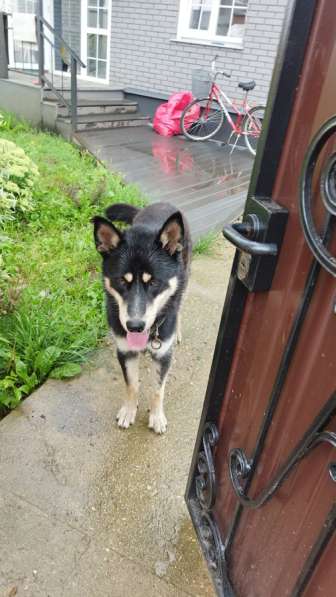 Чей Потеряшка?