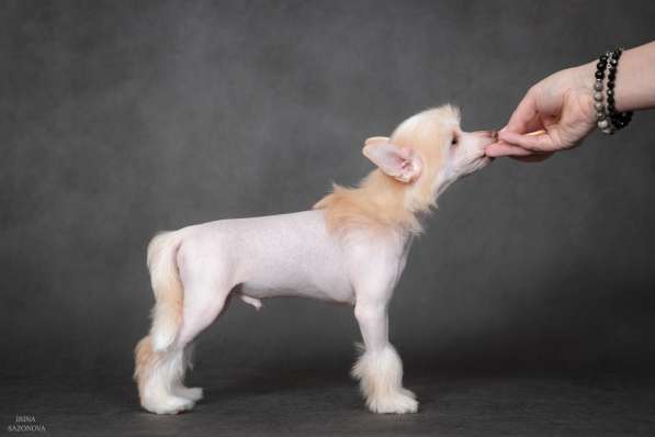 Китайская хохлатая в Москве фото 5