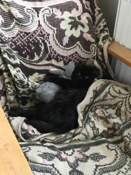 Отдадим в хорошие руки в фото 4