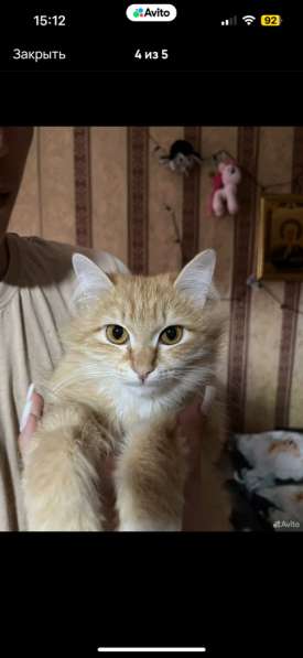 Котята в добрые руки? в Новосибирске фото 3