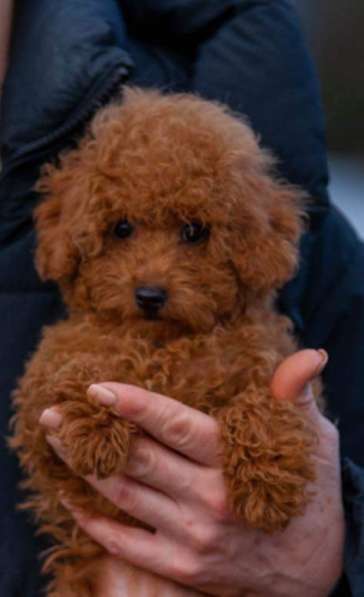 Poodle. Red brown girl в 