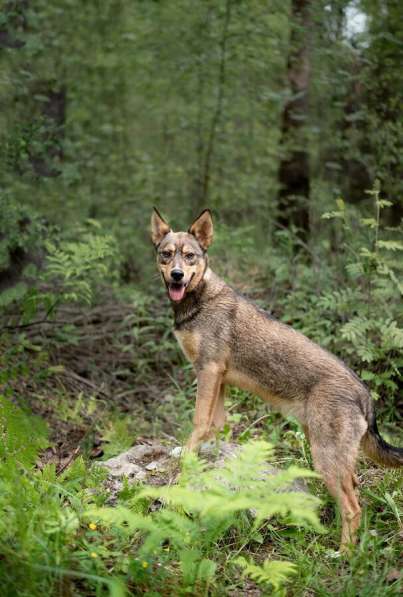 Флеш — молодой и послушный шоколадный, активный в Москве фото 4