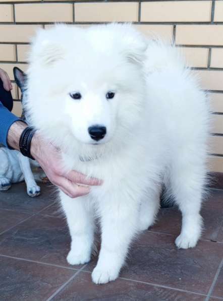 Самоед. Boy в фото 4