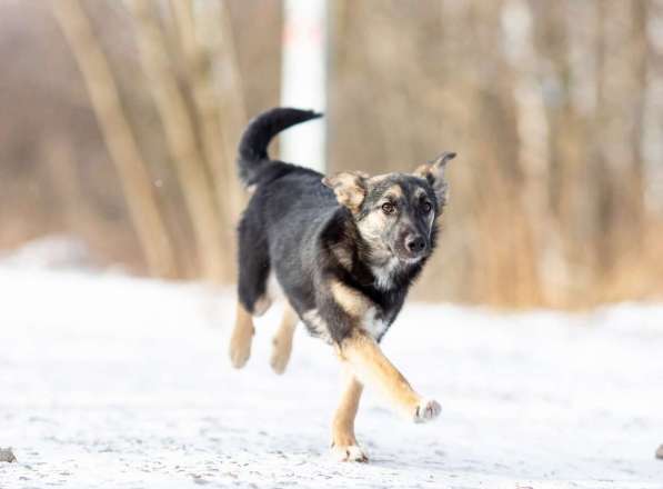Весёлая девочка Золушка в самые добрые руки! в Москве фото 8