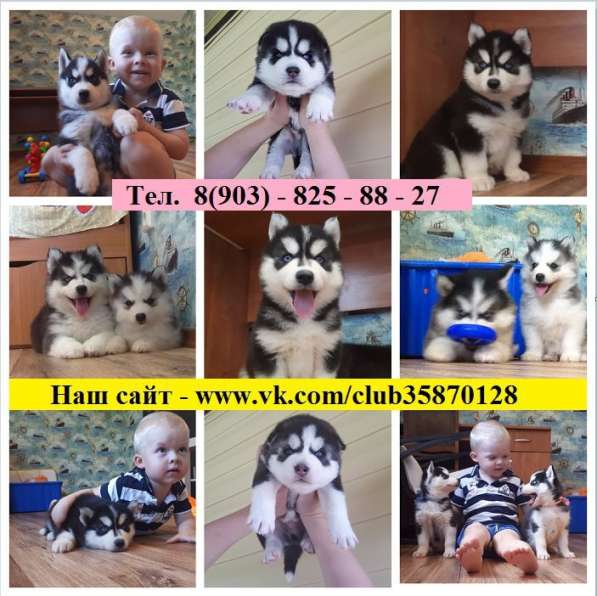 Щеночки хаски