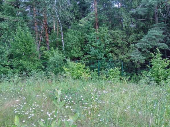 Продаю участок у леса 80 км от МКАД в Боровске фото 3