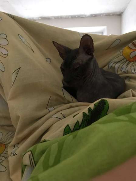 Канадский сфинкс котёнок 5 месяцев в Новокузнецке