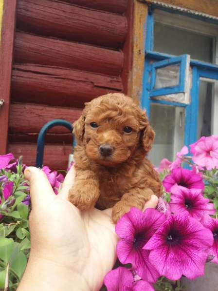 Девочки карликого пуделя