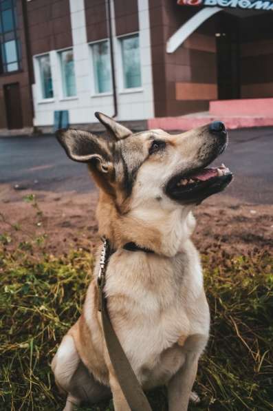 Добрейшая и милейшая собака ищет дом в Санкт-Петербурге фото 11