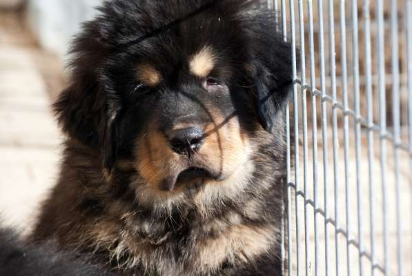 Тибетского мастифа щенков продаю