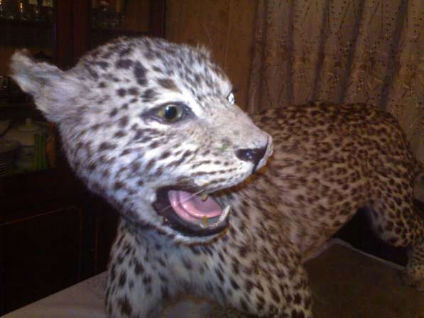 Kavkazki Leopard в фото 4