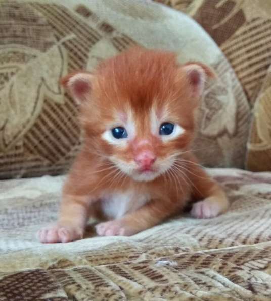 Котята Мейн Кун из питомника в Тольятти фото 9