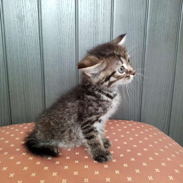 Кошачий ангел котенок Дилли в добрые руки в Москве фото 14