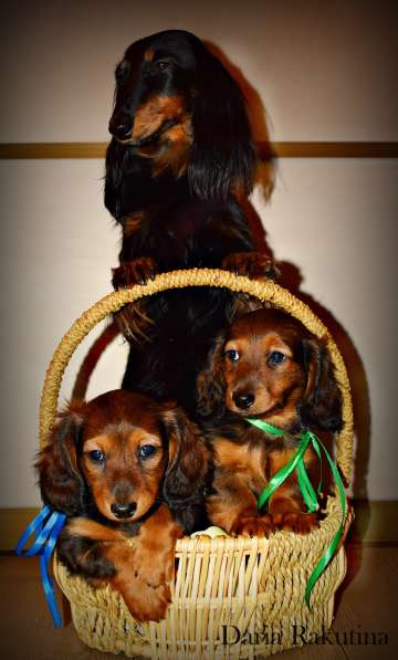 Такса миниатюрна от Чемпонов Мира и Европы