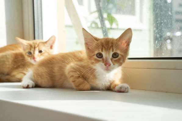 Супер ласковый 3 мес котенок Апельсин ищет дом! в Москве фото 5