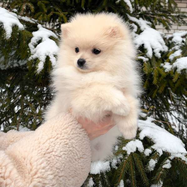 Щенки шпица в Москве фото 3