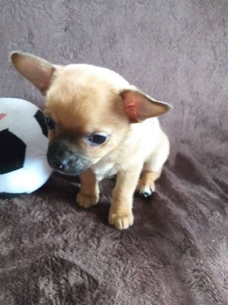 Собаки в Санкт-Петербурге