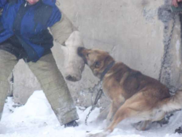 Дрессировка собак в Новокузнецке в Новокузнецке