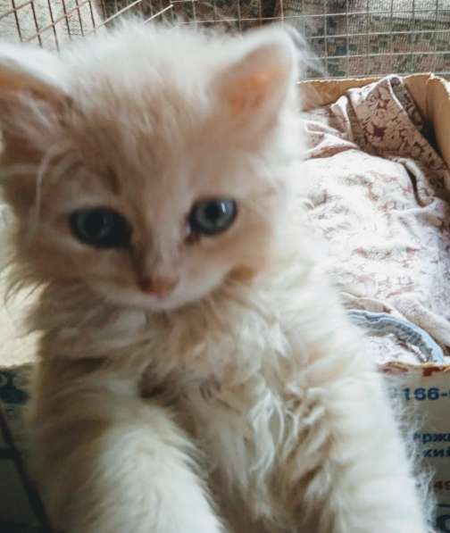 Месячные котята в добрые руки в Москве фото 11