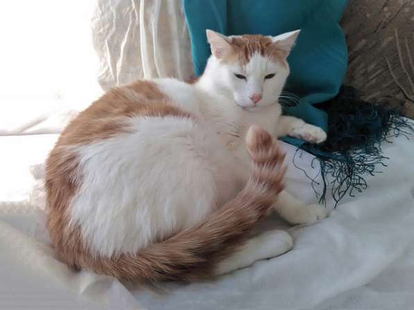 Крупный бело-рыжий котик Даня в добрые руки