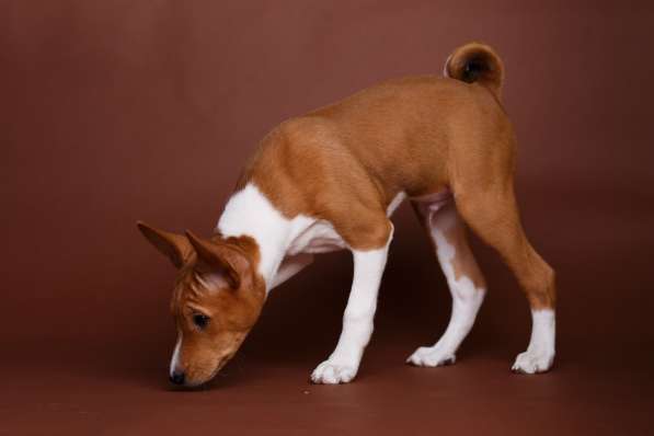 Щенки басенджи в Череповце фото 4