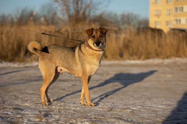 Замечательная собачка Буся ищет дом в Москве фото 6