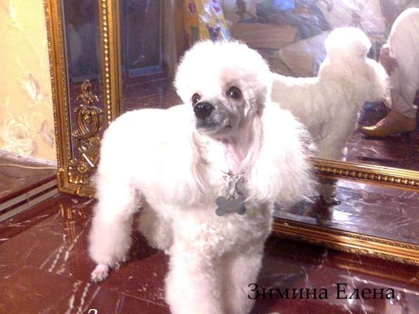 Девочка той-пуделя серебристого окраса в Москве фото 3