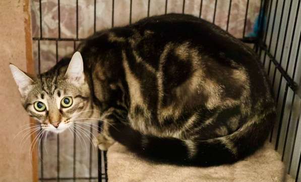 Ищет дом трепетная кошечка Тиффани в Москве фото 7