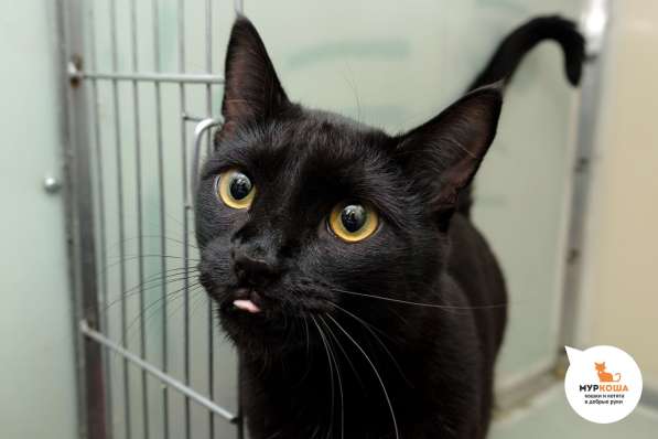 Бастик может сбить вас с ног в Москве фото 3