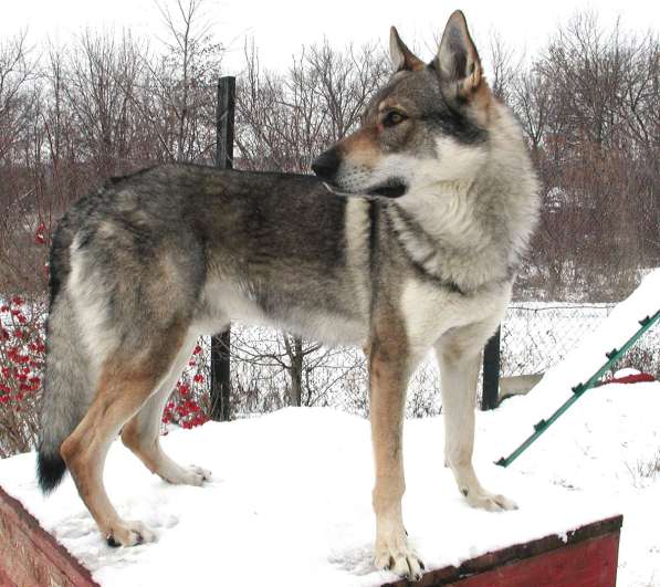 Чехословацкая волчья собака – щенки 4 месяца в Москве фото 10