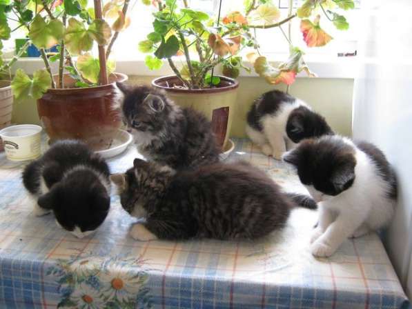 Отдам котят в добрые руки в 