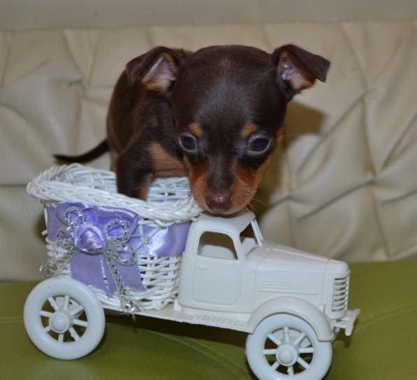 Очаровательные тойчики для души в Нижнем Новгороде фото 16