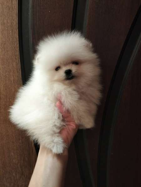 Померанский шпиц. Мини в