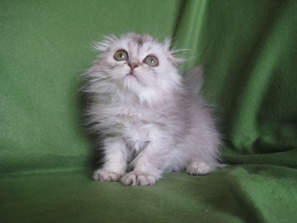 Котик - маленький НЛОшка в Казани фото 5